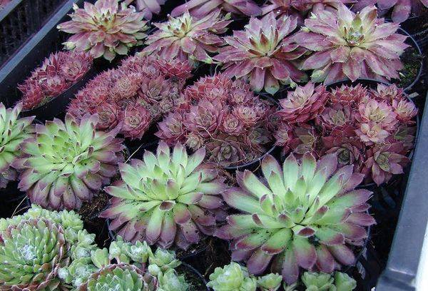 Propagarea Echeveriei