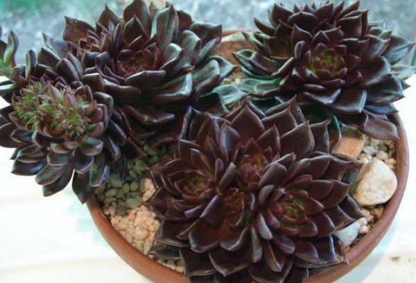 Stone Rose Prince Black