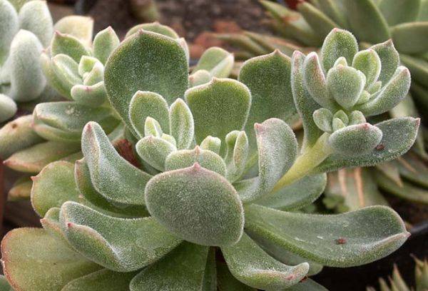 Echeveria pulvinate (perna)