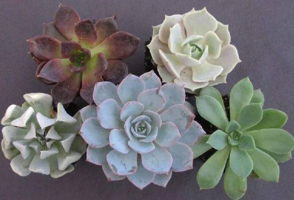 Echeveria fără tulpini