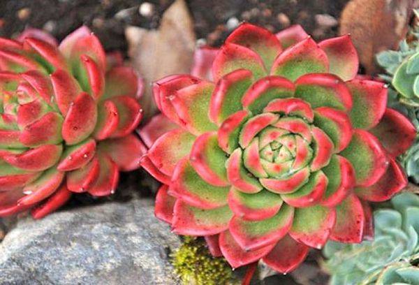 Echeveria strălucitoare