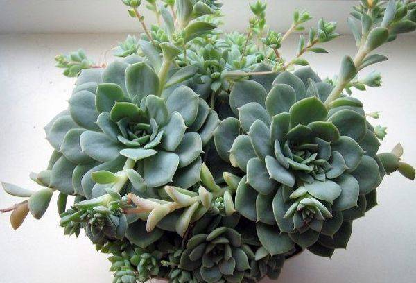 Echeveria colorată