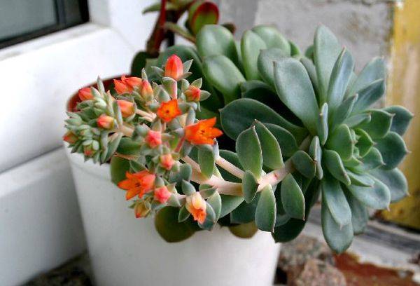 Echeveria grațioasă