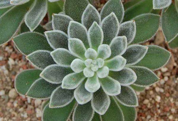 Echeveria cu părul alb