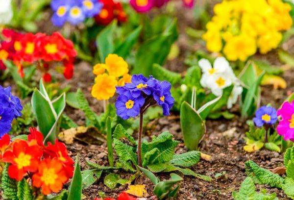 Primula de grădină