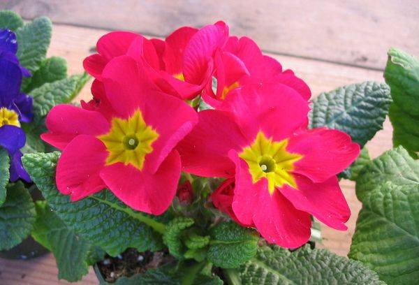 Primula chinezească