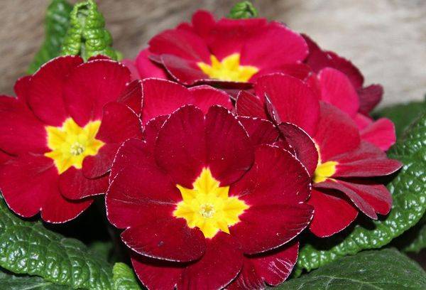 Primrose este mutabil