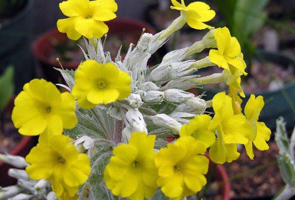 Primula de primăvară