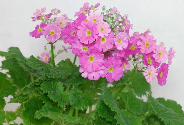 Primula este moale (moale)