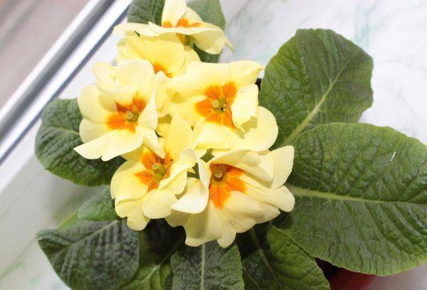 Primrose obișnuite (fără tulpini)