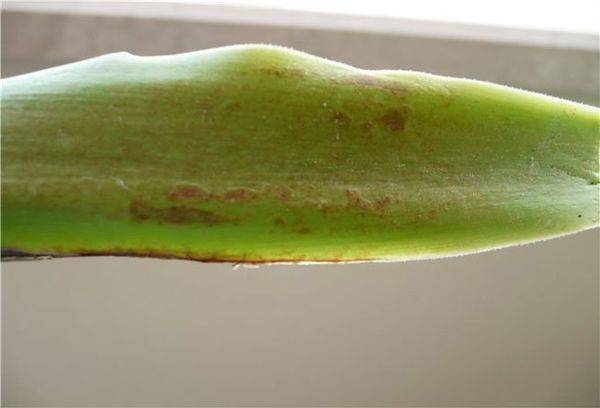 Boli și dăunători ai plantei Yucca