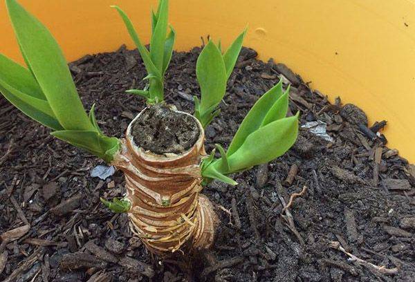 Varza noua pe un trunchi vechi de Yucca