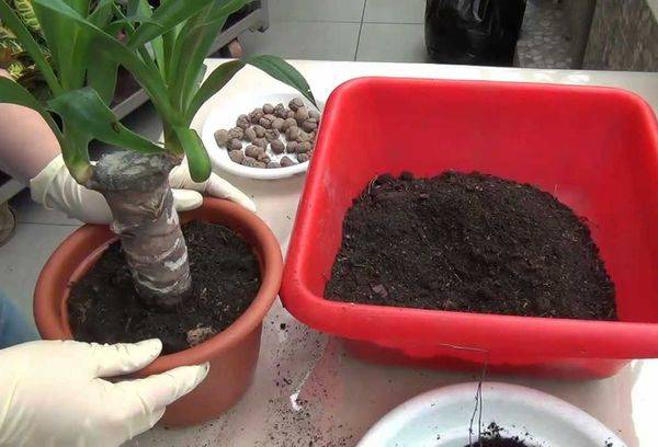 Transplant de Yucca
