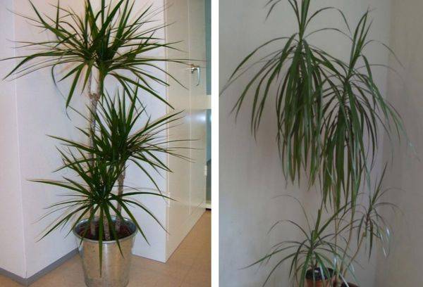 Dracaena cu franjuri
