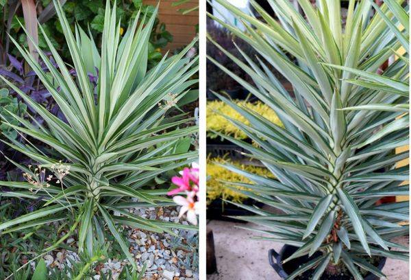Steaua de argint Yucca