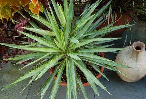 Yucca într-un ghiveci de flori