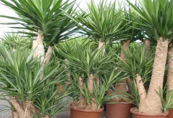 Bijuterie de fildeș Yucca