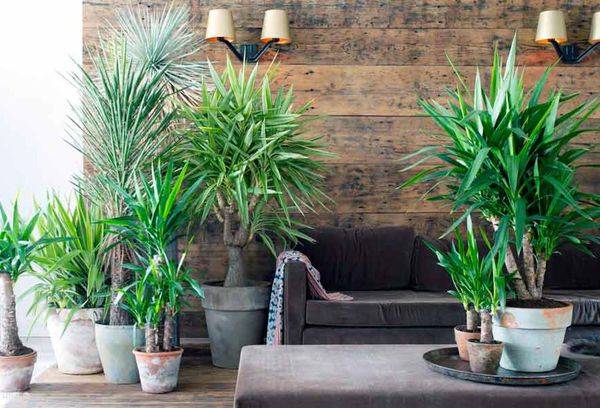 Yucca