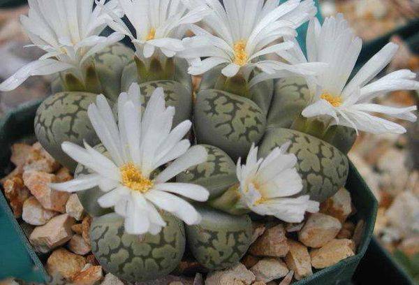 Lithops Frumos