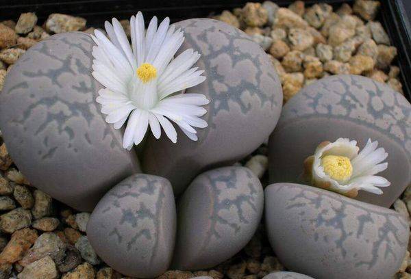 Lithops marmură