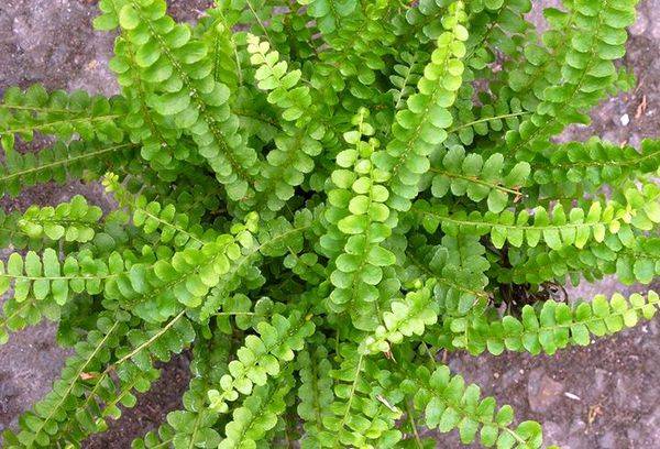 Inima Nephrolepis