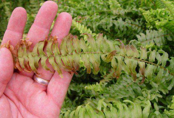 Boala Nephrolepis