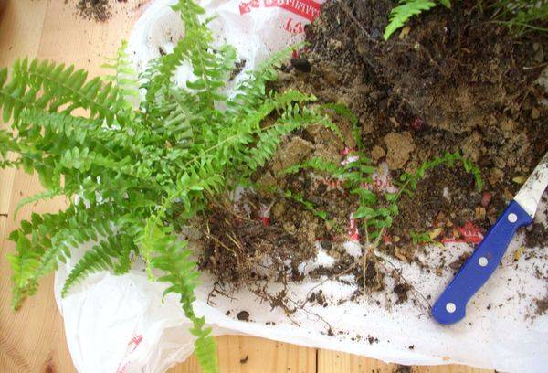 Reproducerea Nephrolepis