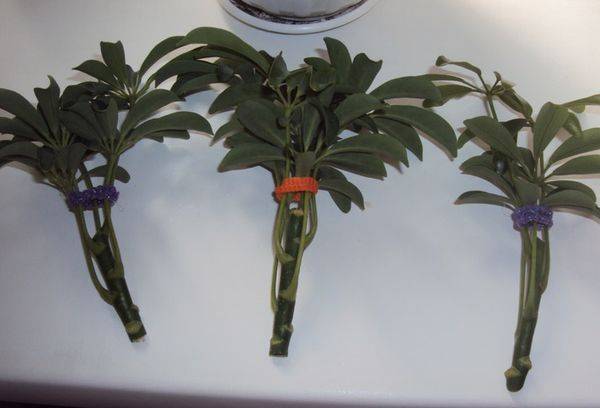 Schițe Schefflera