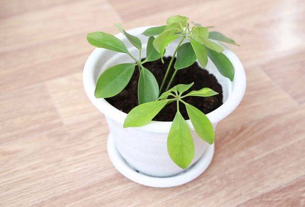 Planta tropicala
