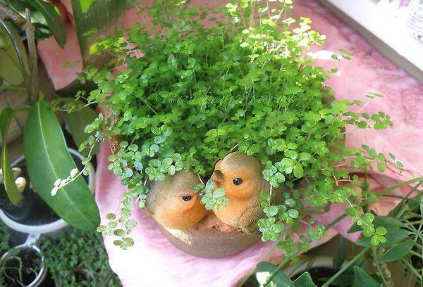 Planta de gelxin
