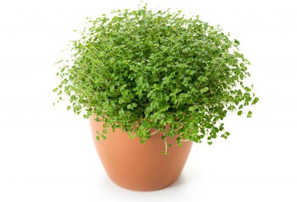 Planta perena