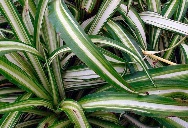 Chlorophytum crustat Vittatum