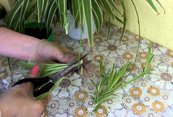Transplantul și reproducerea Chlorophytum