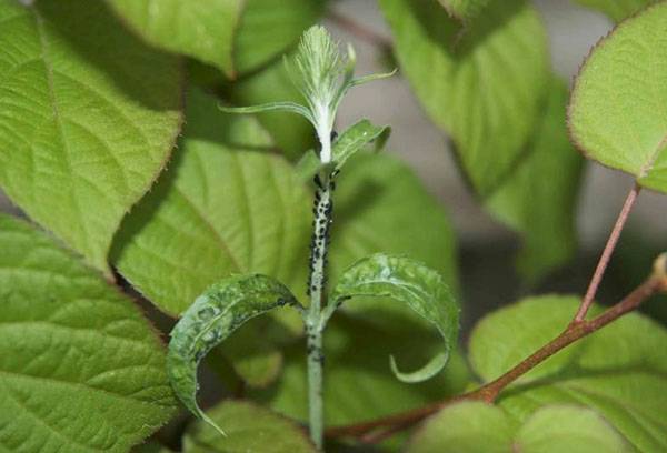 Plantă afidă