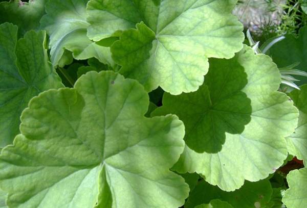 Frunze de Pelargoniu