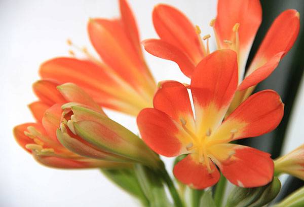 Clivia înflorită