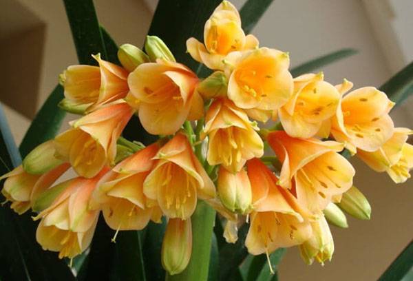 Inflorescență Clivia