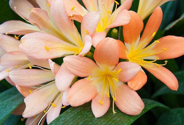 Clivia înflorită