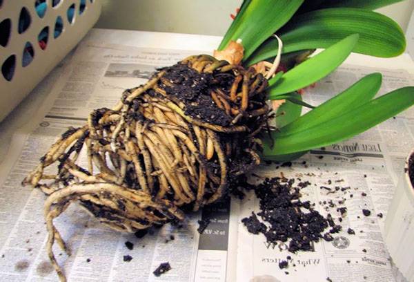 Transplant de Clivia