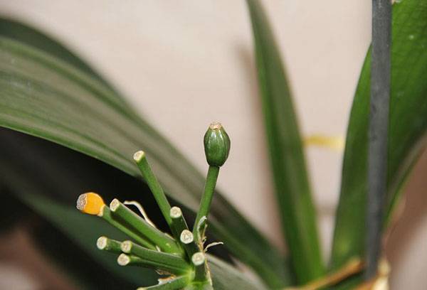 Cutie de semințe Clivia