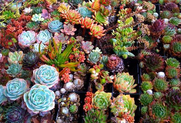 Succulente de diferite tipuri