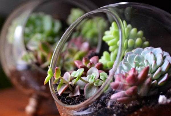 Florarium suculent
