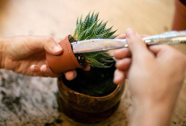 Transplant de Haworthia