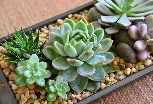 Compoziția Haworthia