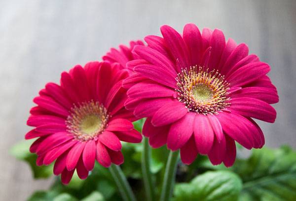 Gerbera pitică înflorită