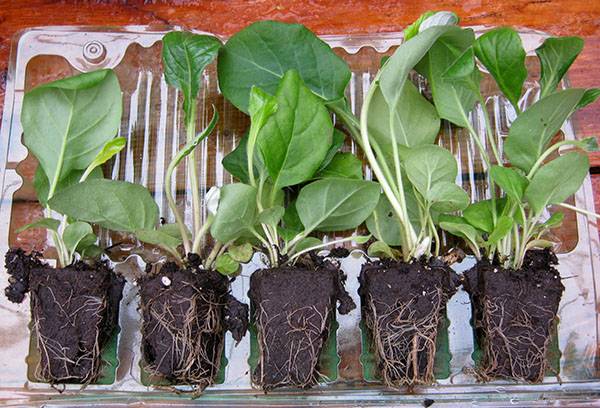 Transplant de gerba gerbera