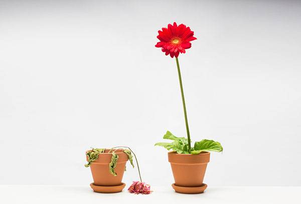 Gerbera a ofilit