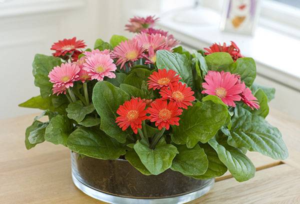 Gerbera de interior