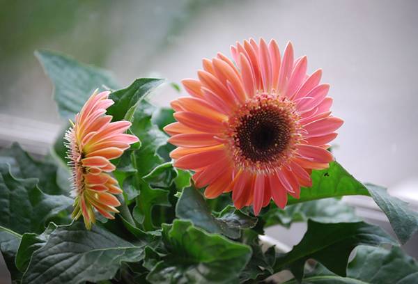 Gerbera roz înflorită