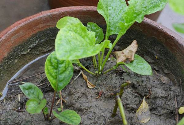Udarea unui Gerbera într-o oală
